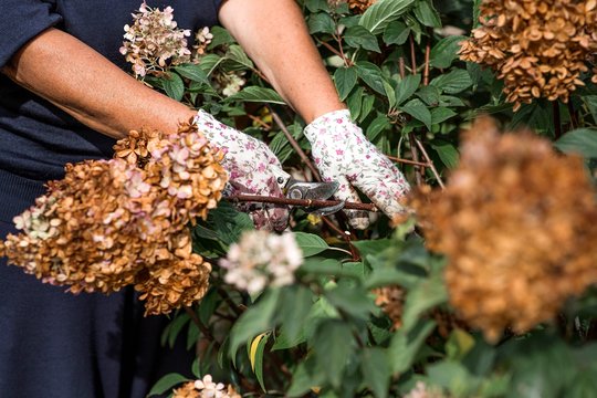 Hortenzijos nužydėjo – dabar viena klaida gali kainuoti kitų metų žiedus