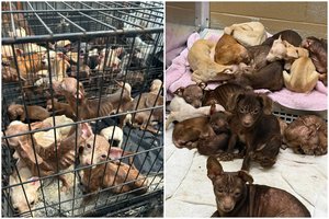 Per audrą ant kemperio nuvirtęs medis atskleidė sukrečiančią tiesą: baisiomis sąlygomis ir kraupios būklės – daugiau nei 70 šunų