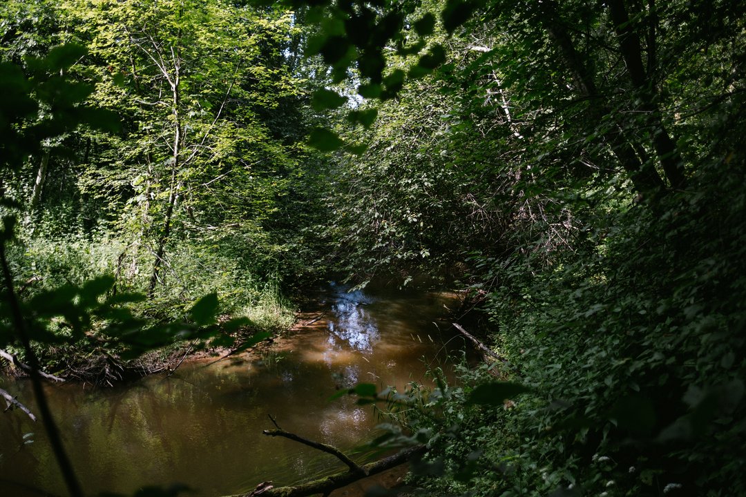 „Sengirės fondas“ plečia saugomų miškų teritoriją – išpirktas išskirtinis sklypas Kaišiadorių r.