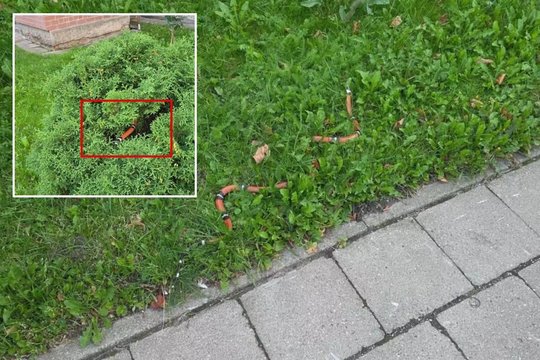 Tokį gyvūną pamačius ne vienam nutirptų kojos: paaiškino, kaip jis ten atsidūrė