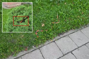 Tokį gyvūną pamačius ne vienam nutirptų kojos: paaiškino, kaip jis ten atsidūrė