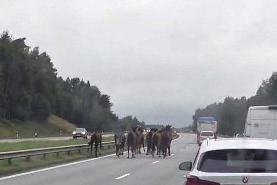 Vilniaus rajone iš žirgyno pasprukusi eržilų banda sėjo sumaištį automagistralėje