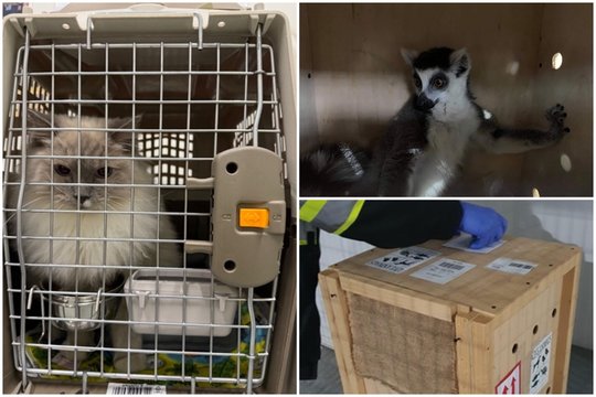 Atskleidė, kokie neįprasti kroviniai keliauja per Lietuvos oro uostus: vis dažniau pasitaiko neįprasti „keleiviai“