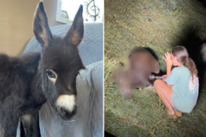 Ieškant dingusio žmogaus policija nušovė šeimos augintinį: kilo pasipiktinimo banga