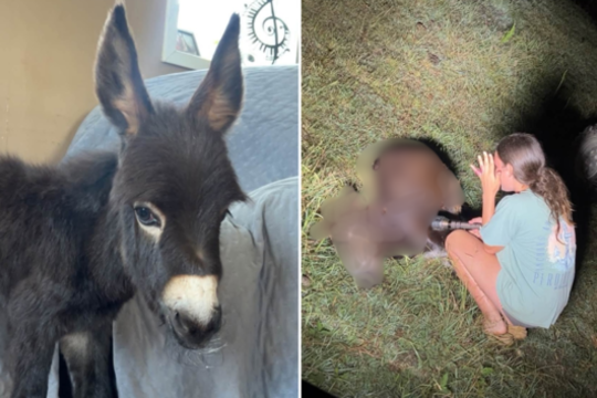 Ieškant dingusio žmogaus policija nušovė šeimos augintinį: kilo pasipiktinimo banga