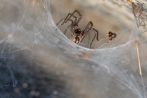 Šį rudenį namuose galite sulaukti tikro vorų antplūdžio: ką padaryti dabar, kad jų būtų mažiau