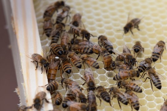 Prasidėjo paraiškų priėmimas paramai už papildomą bičių maitinimą
