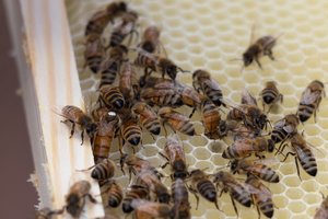 Prasidėjo paraiškų priėmimas paramai už papildomą bičių maitinimą
