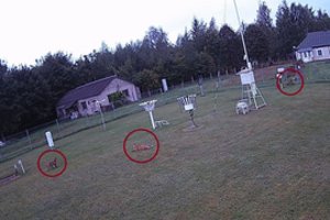 „Kai pamačiau, galvojau, vaidenasi nuo pat ryto“: Utenos meteorologijos stotyje – neįprastas vaizdelis