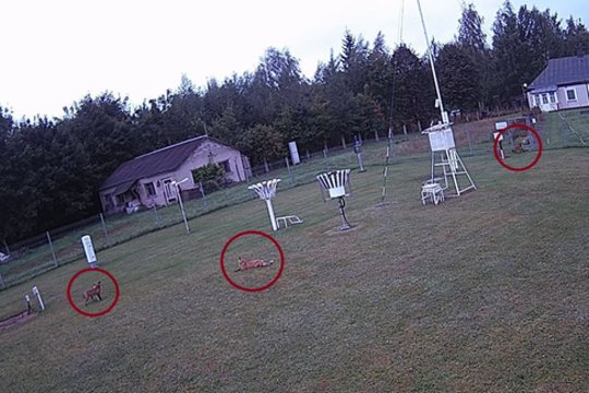 „Kai pamačiau, galvojau, vaidenasi nuo pat ryto“: Utenos meteorologijos stotyje – neįprastas vaizdelis