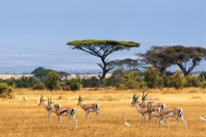 Istoriniai pokyčiai: Afrika turės būti vaizduojama kitaip