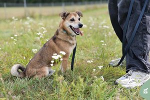 Badu marintas ramus ir nedidelis šunelis ieško, ką apdovanoti bučiniais