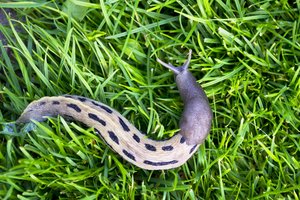 Šių šliužų Lietuvoje nesustabdo niekas: 15 cm gyviams darže – tik kraštutinės priemonės