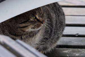 Į bėdą patekęs katinėlis visa gerkle šaukėsi pagalbos