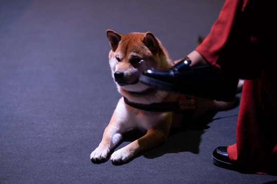 Japonijos dovana Šiauliams – „Awa Odori“ subūrė pilną salę bendram šokiui
