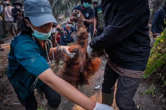 Viską niokojant gaisrams tenka gelbėti ir nykstančias rūšis: į pagalbą skubėjo orangutanams