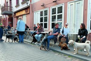 Daugėjant nevaldomų šunų Vilniuje – eksperto patarimai: „Sunkiausia dresuoti šeimininkus“