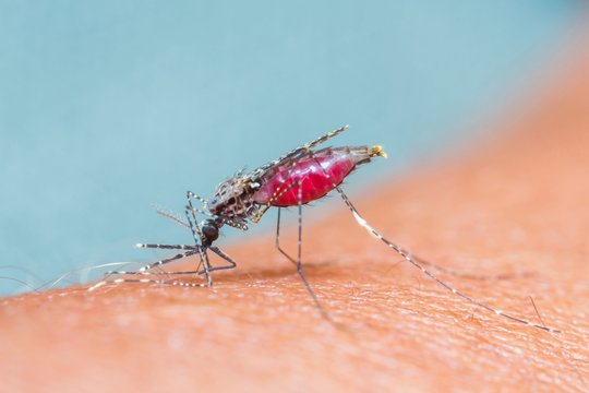 Perspėja: ekstremalūs orai augina naują infekcijų bangą ir grasina nuginkluoti šiuolaikinę mediciną