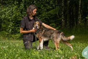 Į prieglaudą patekęs žiauriai muštas šuo dabar stebina visus: ieško nuostabaus žmogaus