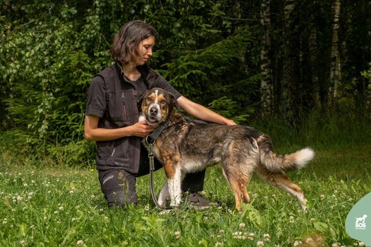 Į prieglaudą patekęs žiauriai muštas šuo dabar stebina visus: ieško nuostabaus žmogaus