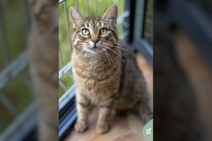 Jauną katytę rado sužalotą ir nusilpusią: meili murklė pasveiko ir pasiruošusi keliauti namo