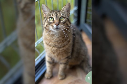 Jauną katytę rado sužalotą ir nusilpusią: meili murklė pasveiko ir pasiruošusi keliauti namo