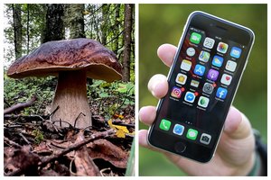 Grybautojo kišenėje: kaip telefonas gali padėti nepasiklysti, atpažinti grybus ir išsikviesti pagalbą?