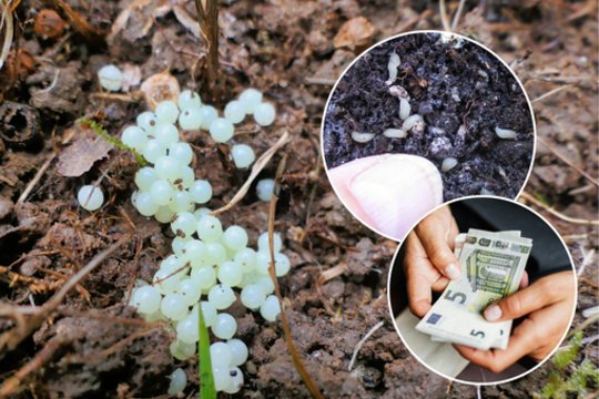 Baisu – šių kenkėjų daugėja nesuvokiamais tempais: už sunaikinimą net duoda pinigų