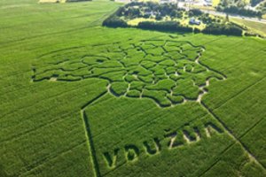 VDU ŽŪA laukuose užaugintame Lietuvos kontūro kukurūzų labirinte demonstruojamos dirbtinio intelekto galimybės