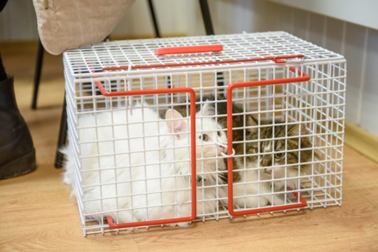Po VMVT patikrinimo – kirtis veisėjai iš Vilniaus: mįslingai dingo daugiau kaip pusė kačių