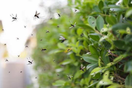 Neatsistebi į akis tebelendančiais uodais: kodėl dar vis puola ir kada tai baigsis?