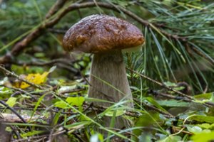„Žinovų klubo“ testas“. Ką žinote apie grybus?