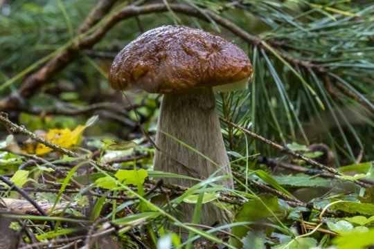 „Žinovų klubo“ testas“. Ką žinote apie grybus? 