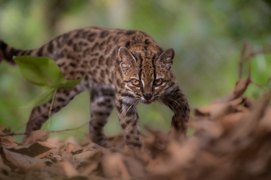 Pirmą kartą per šimtmetį: mokslininkai skelbia aptikę visiškai naują laukinių kačių rūšį