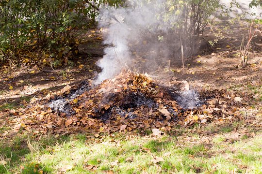Nuo šio rudens – naujos taisyklės gyventojams: kur nebegalima deginti lapų ir žolės ir ką su jais daryti