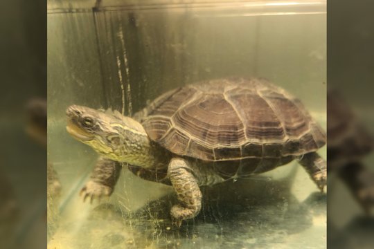 Tikra dama ir gurmanė ieško namų: mainais gausite kai ką ypatingo