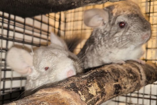 Ant viso pasaulio pykusios šinšiliukės, kurių išskirti nevalia, pasiruošusios dovanoti meilę