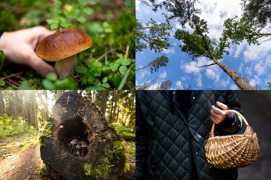 Miškai kvepia grybais: kadruose – rudens gėrybės samanose ir pintinėse
