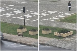 Visai šalia Seimo rūmų – itin netikėta viešnia