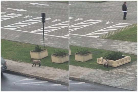Visai šalia Seimo rūmų – itin netikėta viešnia