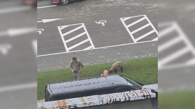 Neįprastas vaizdas sostinės centre: prie Seimo klaidžiojo avis