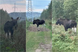 Vilnietis Bukčių miške pateko į netikėtą akistatą su briedžiu: gyvūnas iššoko iš krūmų