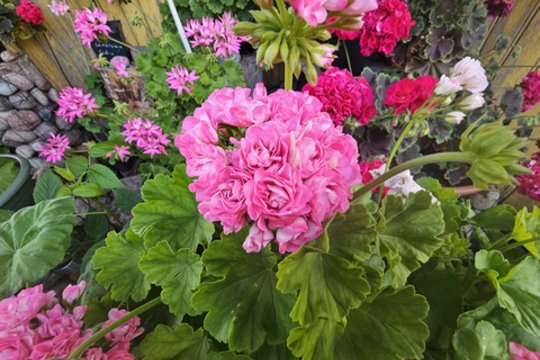 Pelargonijų sezonas nesibaigia rudenį: truputis pastangų, ir kitą vasarą jos nustebins žiedais