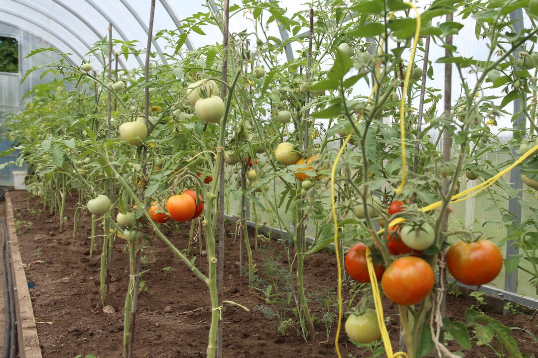 Pomidorų stiebų rudenį neišmeskite: pravers daug kur