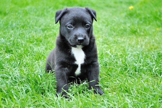 Ką iš tiesų sako jūsų šuo? Lietuvos mokslininkas apie DI bandymus iššifruoti gyvūnų kalbą