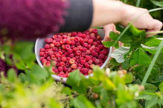 Rugsėjį avietėms būtina atlikti vieną darbą: kitąmet šakos lūš nuo uogų