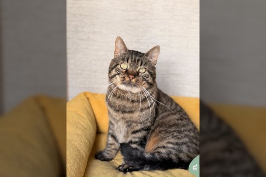Pūstažandis žmogų dievinantis katinėlis laukia to, kuris jo niekada neišduos