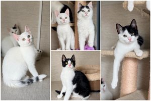 Nedrąsūs ir nepastebimi katinėliai svajoja apie meilę ir savo namus