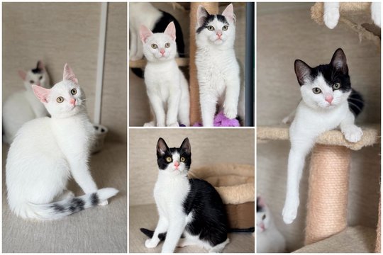 Nedrąsūs ir nepastebimi katinėliai svajoja apie meilę ir savo namus