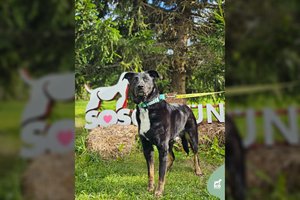 25 kg draugiškas šuo Albinas – stiprus, bet labai meilus: vis bando prisiglausti